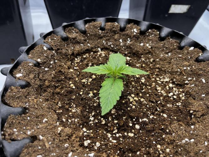 Cherrytini + Mimozz. Week 1