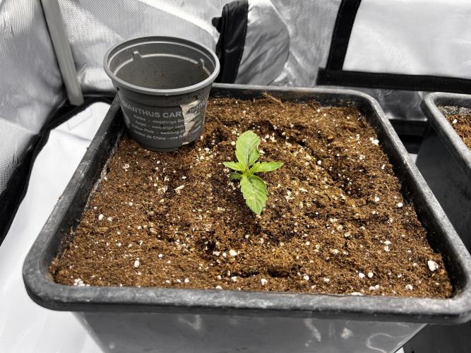 Cherrytini + Mimozz. Week 1