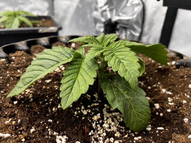 Cherrytini + Mimozz. Week 2 - Mimozz