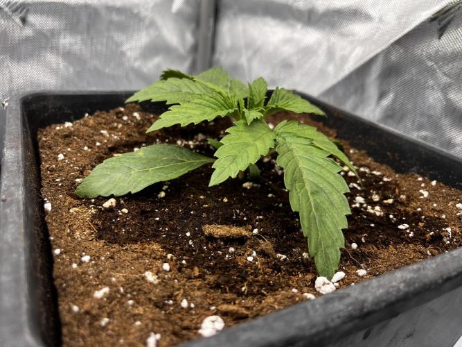 Cherrytini + Mimozz. Week 2 - Cherrytini