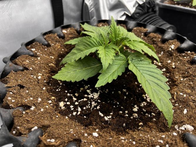 Cherrytini + Mimozz. Week 2 - Mimozz