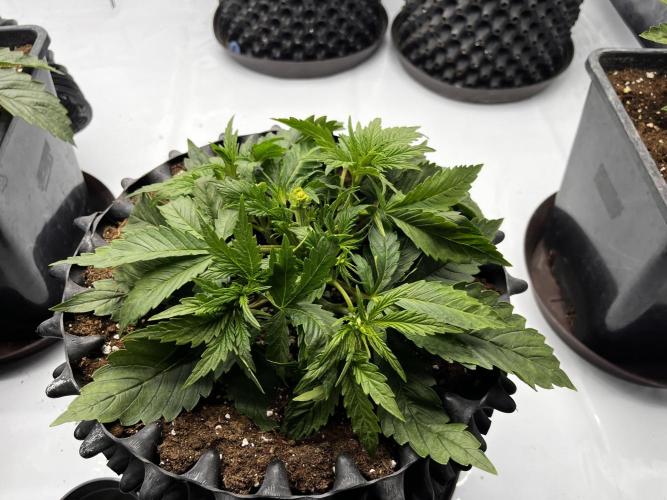 Cherrytini + Mimozz. Week 3