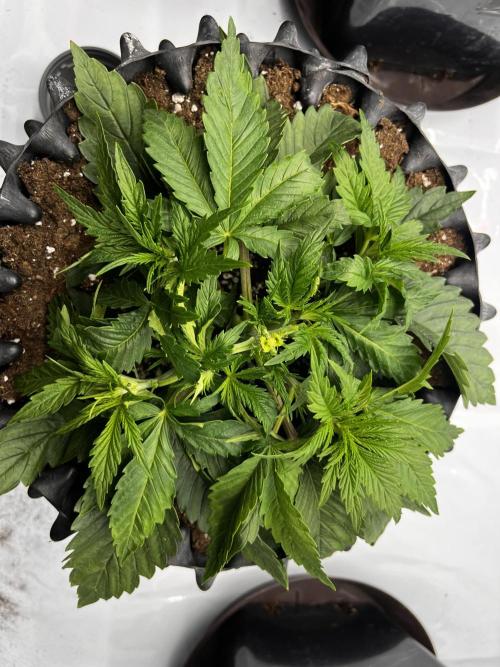 Cherrytini + Mimozz. Week 3