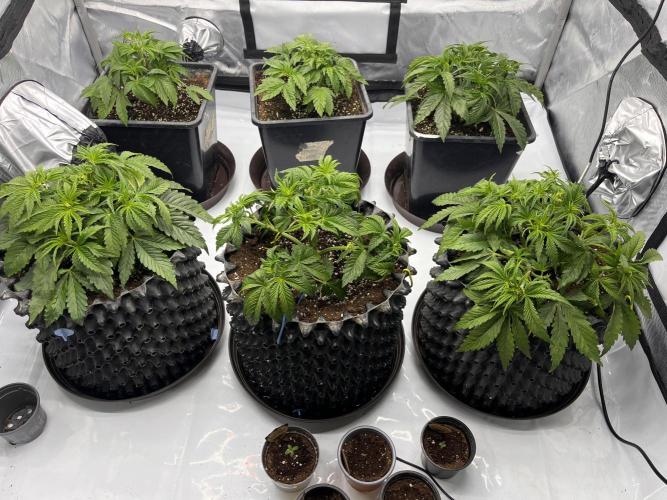 Cherrytini + Mimozz. Week 4