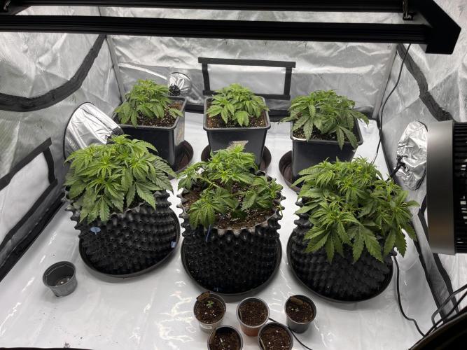 Cherrytini + Mimozz. Week 4