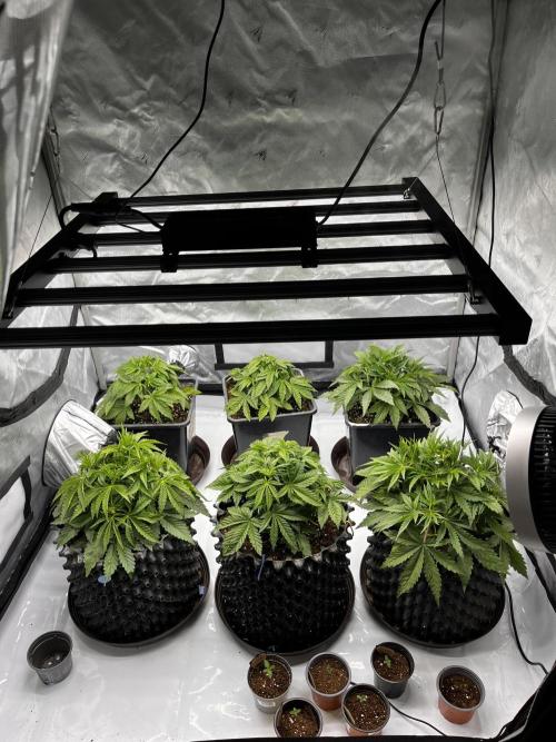 Cherrytini + Mimozz. Week 4 - V předu Mimozz a vzadu Cherrytini 