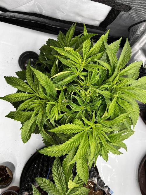 Cherrytini + Mimozz. Week 4 - Mimozz