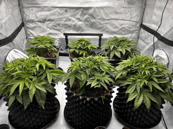 Cherrytini + Mimozz. Week 4