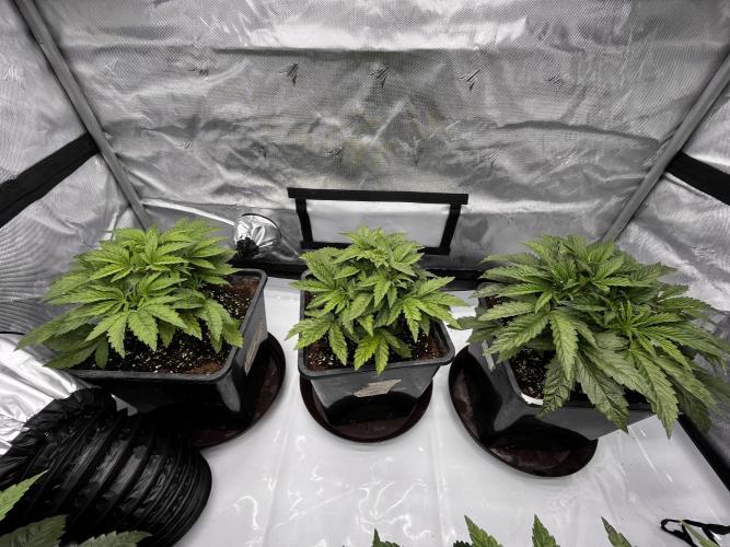 Cherrytini + Mimozz. Week 4