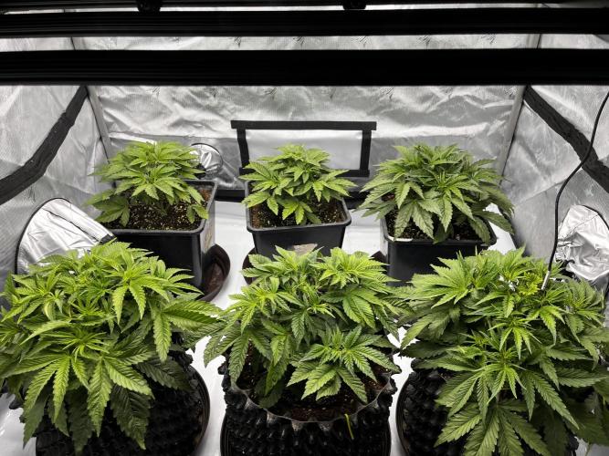 Cherrytini + Mimozz. Week 4