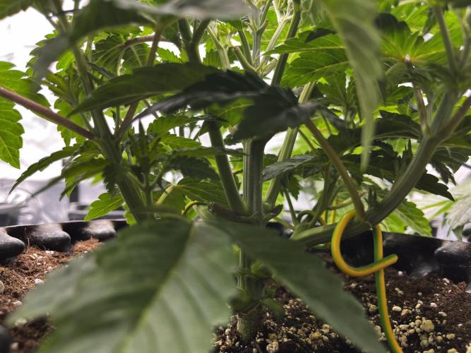 Cherrytini + Mimozz. Week 4