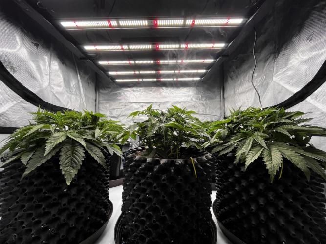 Cherrytini + Mimozz. Week 4