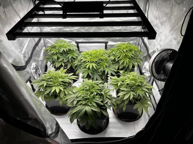 Cherrytini + Mimozz. Week 5