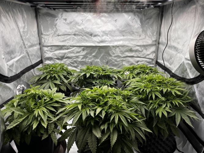 Cherrytini + Mimozz. Week 5 - 2 dny do přepnutí 