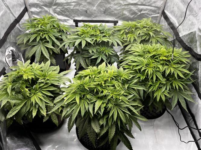 Cherrytini + Mimozz. Week 5 - 2 dny do přepnutí 