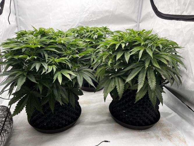 Cherrytini + Mimozz. Week 5 - 1den 12/12