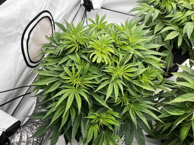 Cherrytini + Mimozz. Week 5 - 12/12