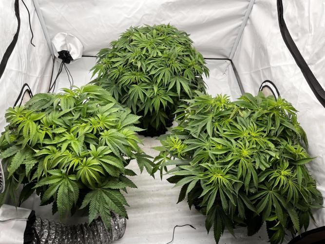 Cherrytini + Mimozz. Week 6