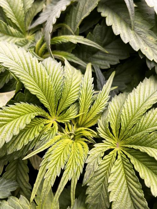 Cherrytini + Mimozz. Week 6 - Mimozz 