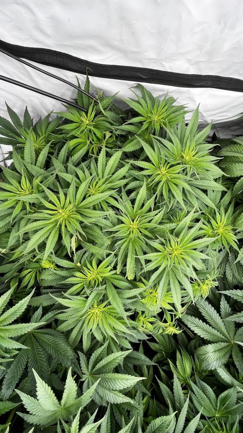 Cherrytini + Mimozz. Week 7