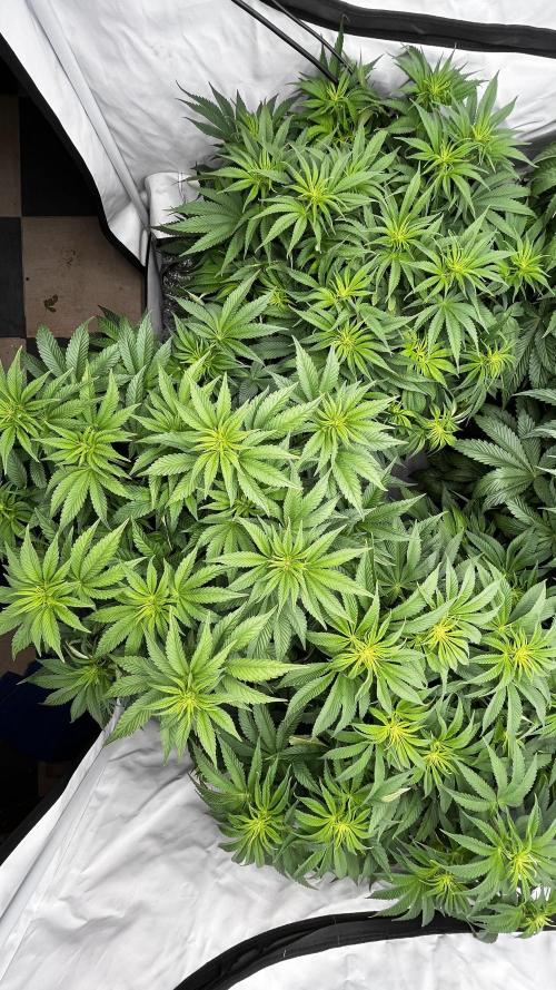 Cherrytini + Mimozz. Week 7