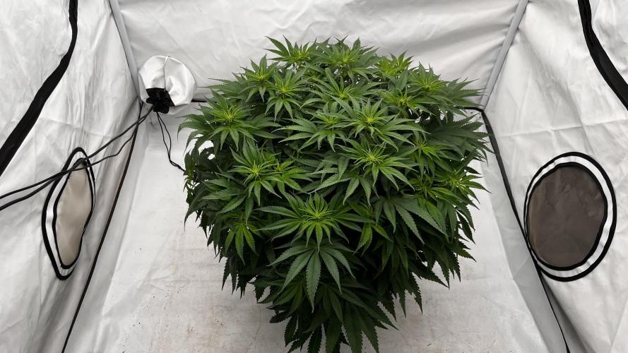 Cherrytini + Mimozz. Week 7 - Mimozz #1