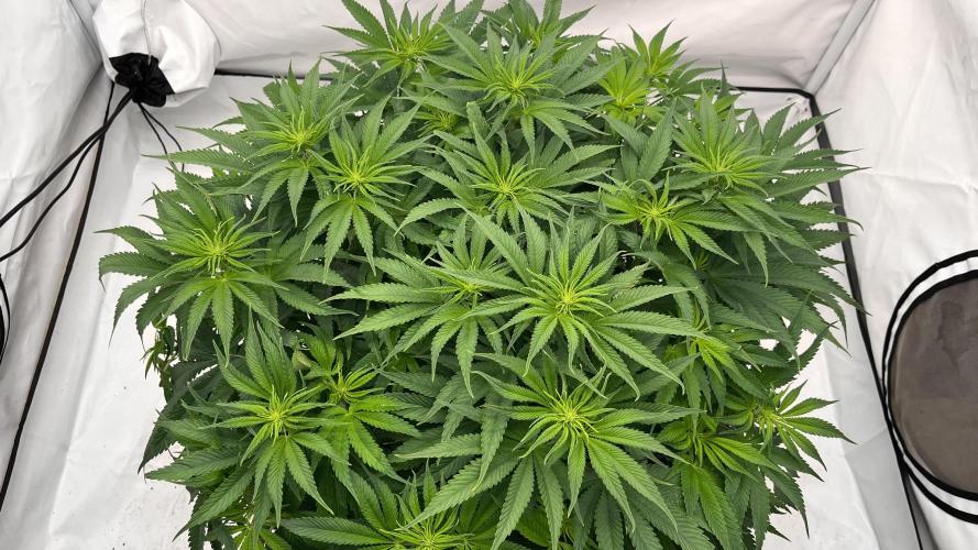 Cherrytini + Mimozz. Week 7 - #1