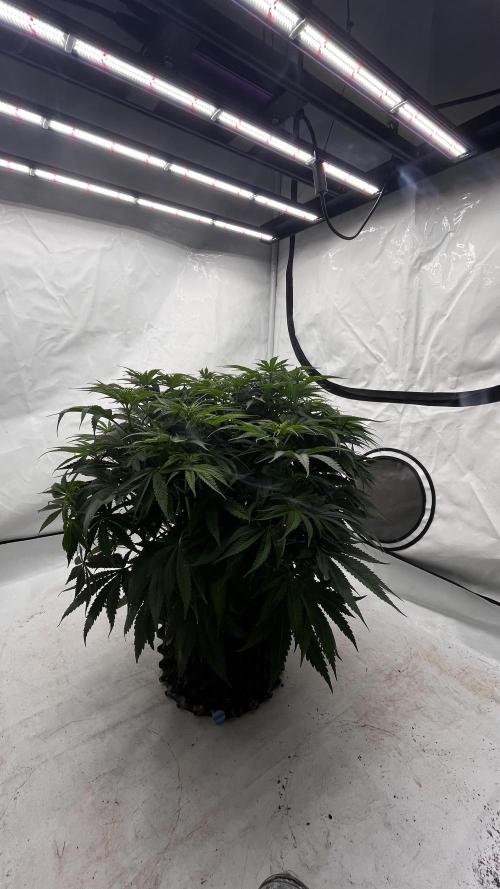 Cherrytini + Mimozz. Week 7 - #1