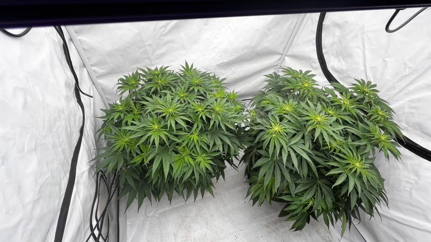 Cherrytini + Mimozz. Week 7 - Mimozz