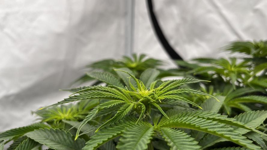 Cherrytini + Mimozz. Week 7 - Mimozz