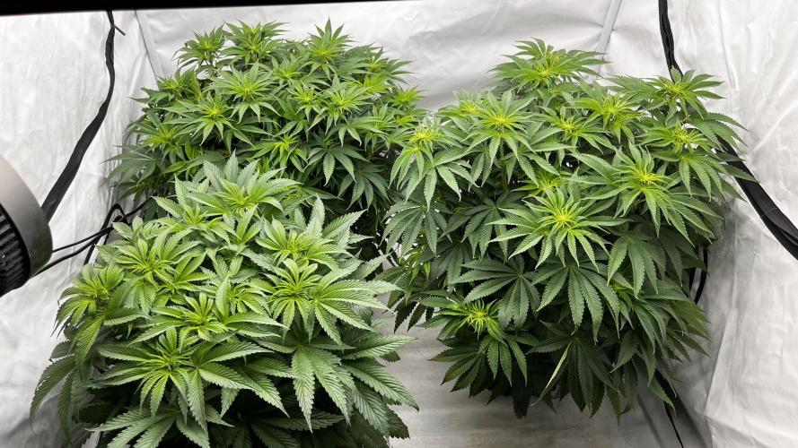 Cherrytini + Mimozz. Week 7