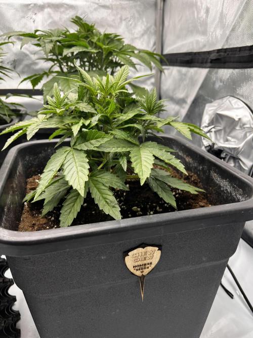 Mix Hombre. Week 4 - Chew Chew opožděné 