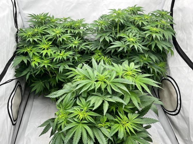 Cherrytini + Mimozz. Week 8