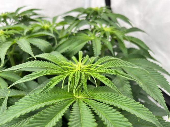 Cherrytini + Mimozz. Week 8