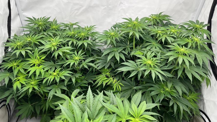 Cherrytini + Mimozz. Week 8