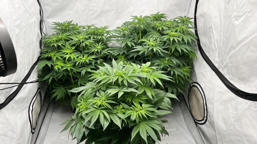 Cherrytini + Mimozz. Week 8