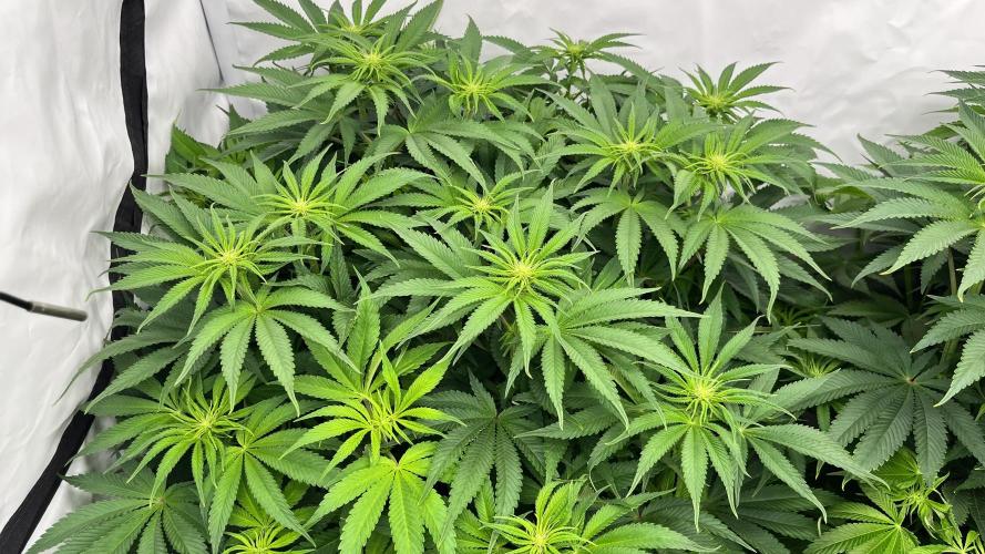 Cherrytini + Mimozz. Week 8