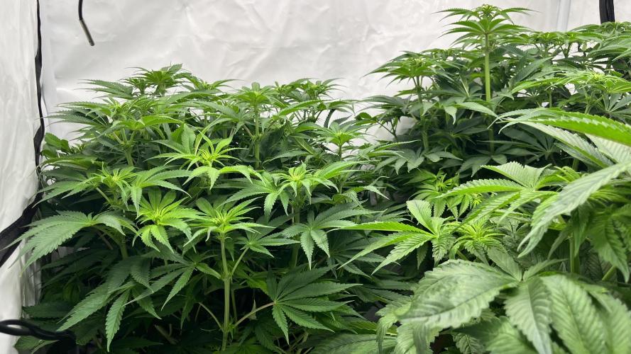 Cherrytini + Mimozz. Week 8