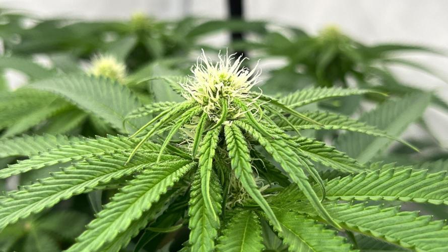 Cherrytini + Mimozz. Week 8