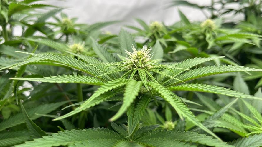 Cherrytini + Mimozz. Week 8