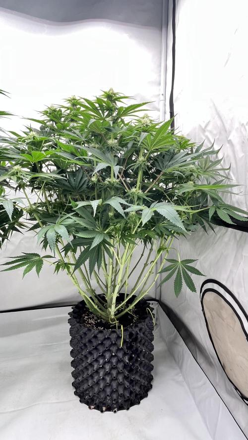 Cherrytini + Mimozz. Week 10