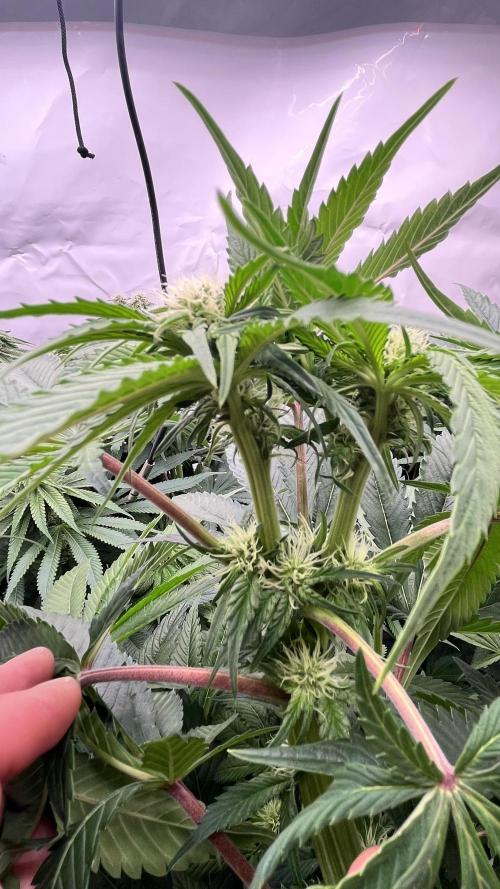 Cherrytini + Mimozz. Week 10