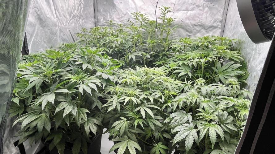 Mix Hombre. Week 7