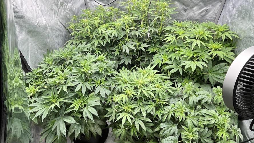 Mix Hombre. Week 7
