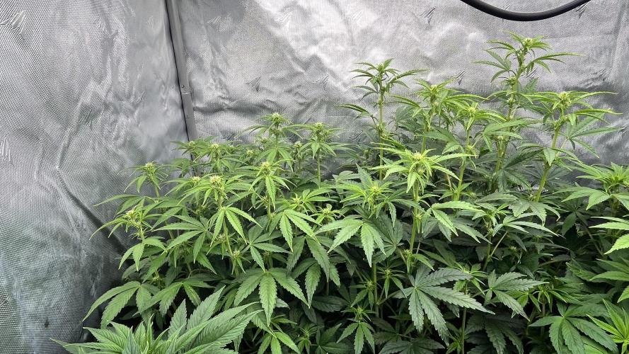 Mix Hombre. Week 7