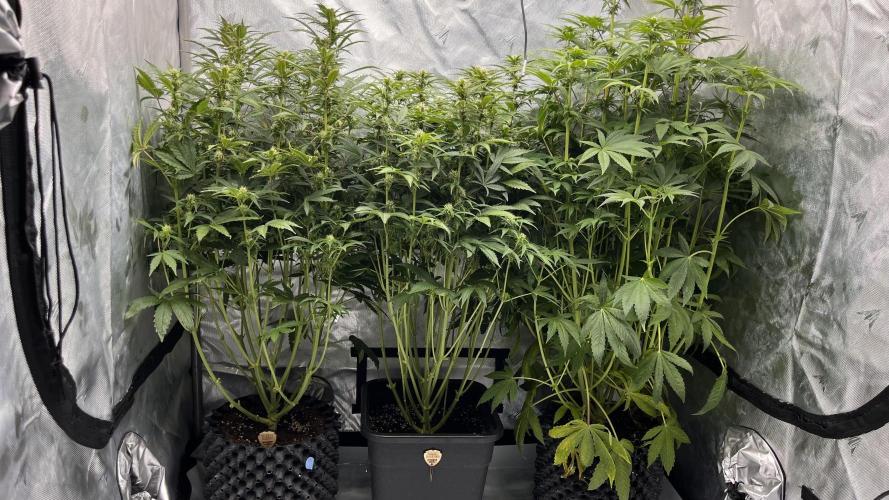 Mix Hombre. Week 8