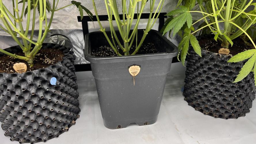 Mix Hombre. Week 8