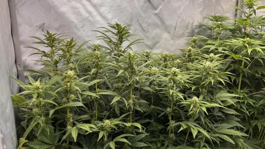 Mix Hombre. Week 8