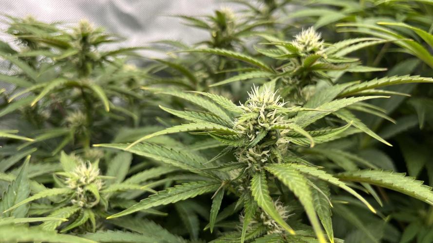 Mix Hombre. Week 8