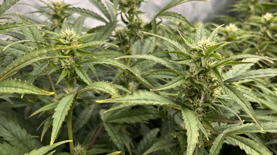 Mix Hombre. Week 8